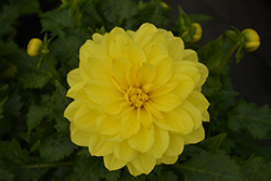 Dahlinova Hypnotica Yellow Dahlia (Dahlia 'Hypnotica Yellow') at A Very Successful Garden Center