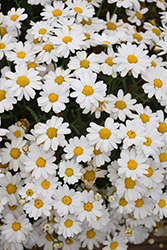 Madeira White Marguerite Daisy (Argyranthemum frutescens 'Bonmadwitim') at A Very Successful Garden Center