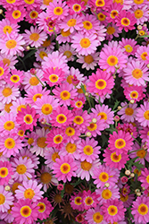 Madeira Deep Pink Marguerite Daisy (Argyranthemum frutescens 'Madeira Deep Pink') at Lakeshore Garden Centres