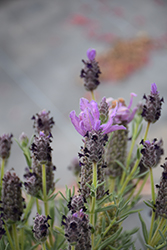 Madrid Magnum Purple Lavender (Lavandula stoechas 'Magnum Purple') at A Very Successful Garden Center