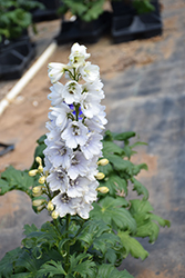 Guardian White Larkspur (Delphinium 'Guardian White') at The Mustard Seed