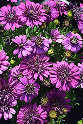 4D Purple African Daisy (Osteospermum 'KLEOE17359') at A Very Successful Garden Center