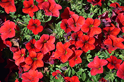 Cha-Cha Red Calibrachoa (Calibrachoa 'Balchared') at A Very Successful Garden Center