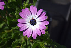 FlowerPower Compact Violet+Eye African Daisy (Osteospermum 'KLEOE19072') at Lakeshore Garden Centres