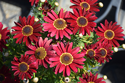 Grandaisy Red Daisy (Argyranthemum 'Grandaisy Red') at Lakeshore Garden Centres