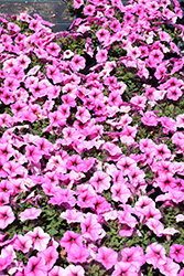 Durabloom Royal Pink Petunia (Petunia 'Durabloom Royal Pink') at A Very Successful Garden Center