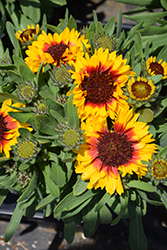 Galya Blazing Sun Blanket Flower (Gaillardia x grandiflora 'Galya Blazing Sun') at A Very Successful Garden Center