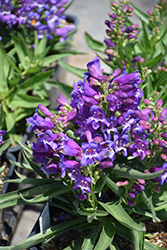 Rock Candy Blue Beard Tongue (Penstemon 'Novapenblu') at A Very Successful Garden Center