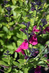 Vibe Ignition Fuchsia Sage (Salvia x jamensis 'Ignition Fuchsia') at A Very Successful Garden Center