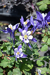 Origami Blue and White Columbine (Aquilegia 'Origami Blue and White') at Stonegate Gardens