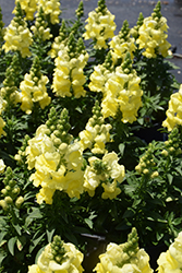 Sonnet Yellow Snapdragon (Antirrhinum majus 'Sonnet Yellow') at A Very Successful Garden Center