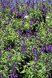 Mirage Violet Autumn Sage (Salvia greggii 'Balmirvio') at A Very Successful Garden Center