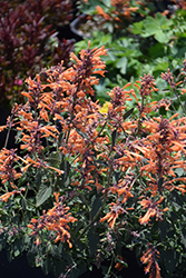 Kudos Mandarin Hyssop (Agastache 'Kudos Mandarin') at A Very Successful Garden Center