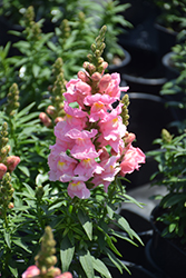 Sonnet Pink Snapdragon (Antirrhinum majus 'Sonnet Pink') at A Very Successful Garden Center