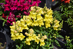 Snaptastic Yellow Snapdragon (Antirrhinum majus 'Snaptastic Yellow') at A Very Successful Garden Center