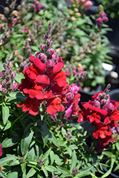 Snaptastic Red Snapdragon (Antirrhinum majus 'Snaptastic Red') at A Very Successful Garden Center