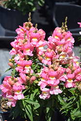Snaptastic Pink Snapdragon (Antirrhinum majus 'Snaptastic Pink') at A Very Successful Garden Center
