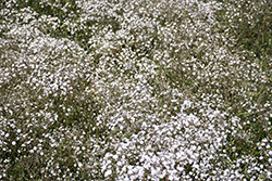Festival White Baby's Breath (Gypsophila paniculata 'Festival White') at A Very Successful Garden Center