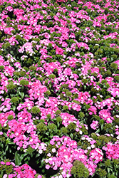 Amazon Rose Magic Pinks (Dianthus 'PAS247291') at A Very Successful Garden Center