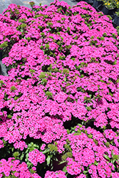 Jolt Pink Hybrid Pinks (Dianthus 'Jolt Pink') at Stonegate Gardens