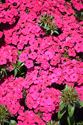 Amazon Neon Cherry Pinks (Dianthus 'PAS247229') at A Very Successful Garden Center