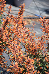 Sunrise Orange Hyssop (Agastache 'Sunrise Orange') at Lakeshore Garden Centres