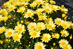 Beauty Yellow Marguerite Daisy (Argyranthemum frutescens 'Beauty Yellow') at A Very Successful Garden Center