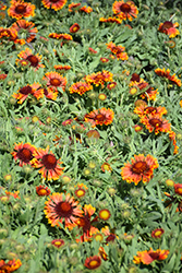 SpinTop Copper Sun Blanket Flower (Gaillardia aristata 'SpinTop Copper Sun') at Lakeshore Garden Centres