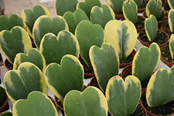Variegated Sweetheart Plant (Hoya kerrii 'Variegata') at A Very Successful Garden Center