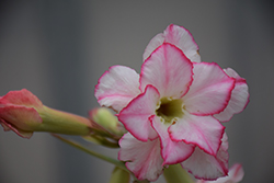 Roselita Desert Rose (Adenium obesum 'Roselita') at A Very Successful Garden Center