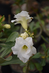 Double White Desert Rose (Adenium obesum 'Double White') at Stonegate Gardens
