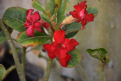 Double Red Desert Rose (Adenium obesum 'Double Red') at Stonegate Gardens