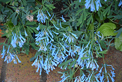 Hillier Porcelain Blue Corydalis (Corydalis flexuosa 'Hillier Porcelain Blue') at Lakeshore Garden Centres