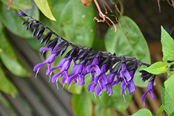 Purple & Bloom Sage (Salvia guaranitica 'Purple & Bloom') at Stonegate Gardens