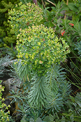 Wulfenii Mediterranean Spurge (Euphorbia characias ssp. wulfenii) at A Very Successful Garden Center