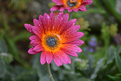 Pink Sugar African Daisy (Arctotis 'Pink Sugar') at A Very Successful Garden Center