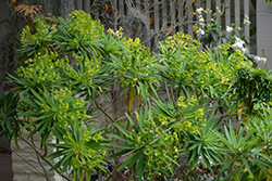 Tree Euphorbia (Euphorbia lambii) at A Very Successful Garden Center