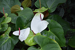White Heart Anthurium (Anthurium 'White Heart') at A Very Successful Garden Center