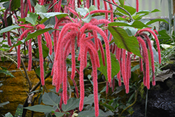 Firetail Chenille Plant (Acalypha hispida) at A Very Successful Garden Center