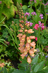 Illumination Apricot Tender Foxglove (Digiplexis 'Harksted Apricot') at Lakeshore Garden Centres
