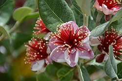 Pineapple Guava (Acca sellowiana) at A Very Successful Garden Center