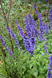 Blue Bedder Salvia (Salvia farinacea 'Blue Bedder') at Stonegate Gardens