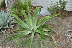 Smooth Agave (Agave desmetiana) at Stonegate Gardens
