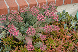 Silver Spurge (Euphorbia rigida) at A Very Successful Garden Center