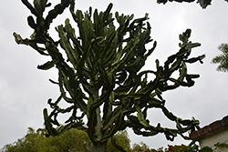 Candelabra Tree (Euphorbia ingens) at Stonegate Gardens