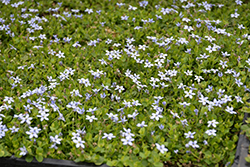 Blue Star Laurentia (Isotoma axillaris 'Blue Star') at A Very Successful Garden Center