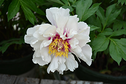 Cora Louise Peony (Paeonia 'Cora Louise') at A Very Successful Garden Center