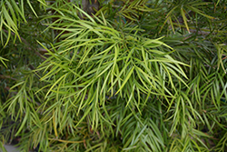 African Fern Pine (Afrocarpus gracilior) at Stonegate Gardens