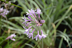Silver Lace Variegated Society Garlic (Tulbaghia violacea 'Silver Lace') at Lakeshore Garden Centres