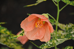 Variegated Flowering Maple (Abutilon pictum 'Thompsonii') at A Very Successful Garden Center